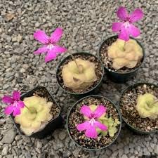 Heirloom Non-GMO Butterwort Carnivorous Flower Seeds for Indoor & Bog Garden Planting for planting in home garden