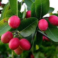Carissa Carandas Lime Berry Fruit Seeds for Growing Tart Berries 100 pcs