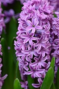 Organic Violet Hyacinth Flower Seeds for Planting – Heirloom, Non-GMO