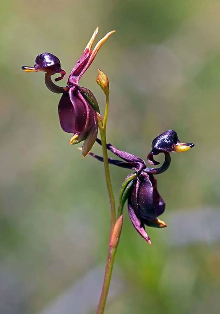 Heirloom Flying Duck Orchid Flower Seeds for Planting – Non-GMO, Exotic Orchid Flower Seeds