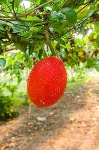 Gac Fruit Seed Variety for Exotic Fruit Lovers 100 pcs