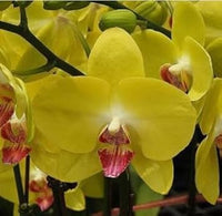 Yellow Butterfly Orchid Seeds for Planting – Organic, Heirloom, Non-GMO Flower Seeds