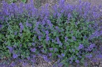 Heirloom Non-GMO Persian Catmint Flower Seeds for Planting – Fragrant Ornamental Flower Seeds