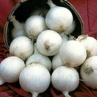 White Onion (Allium) Seeds for Home & Garden