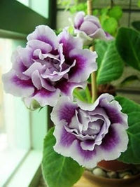 Heirloom Non-GMO Light Purple Gloxinia Flower Seeds – Elegant Blooms for Garden Planting