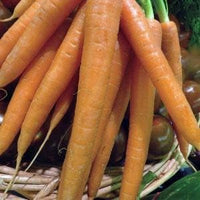 Radish Seeds for Planting, Orange, 100 pcs