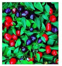 Ornamental Filius Pepper Capsicum annuum seeds for planting