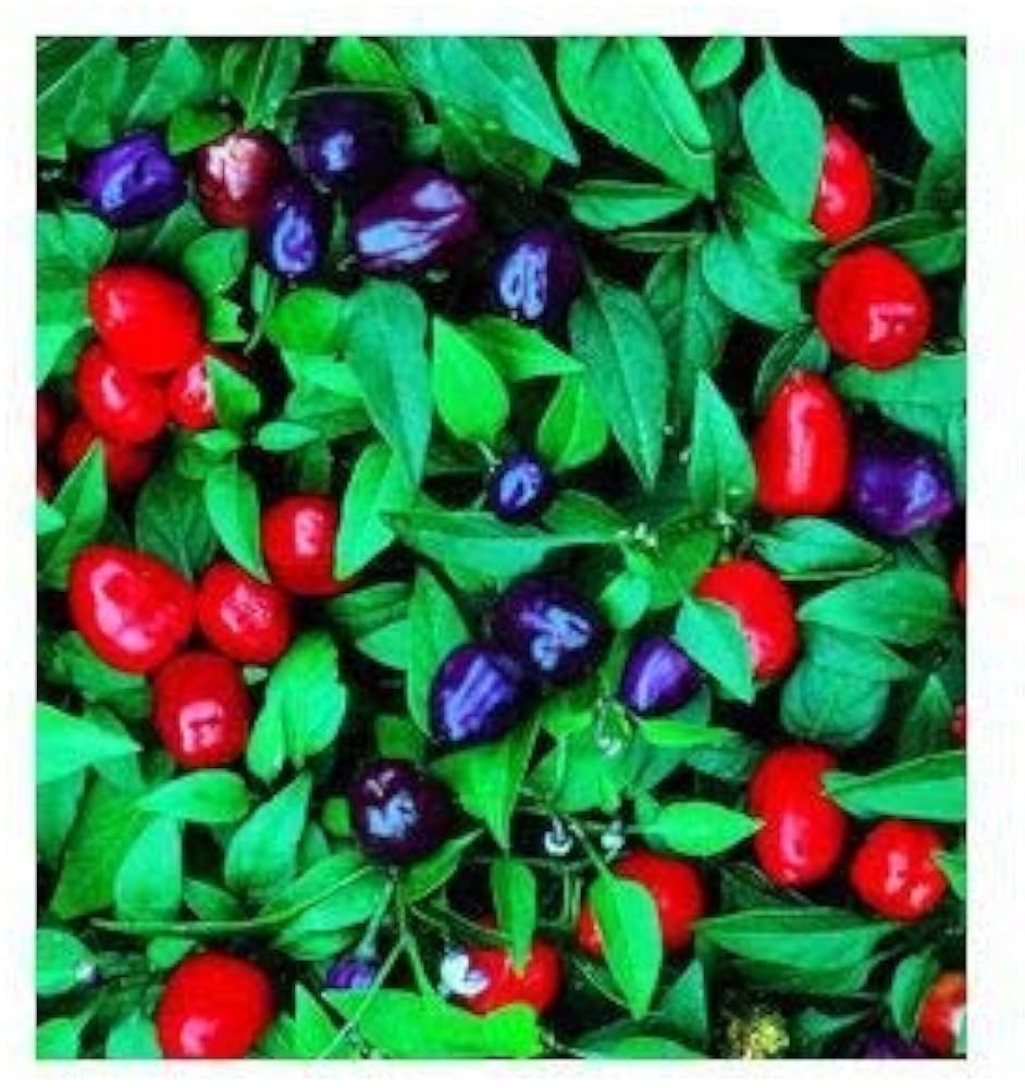 Ornamental Filius Pepper Capsicum annuum seeds for planting