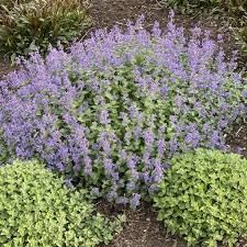 Heirloom Non-GMO Persian Catmint Flower Seeds for Planting – Fragrant Ornamental Flower Seeds - Non-GMO for planting in home garden