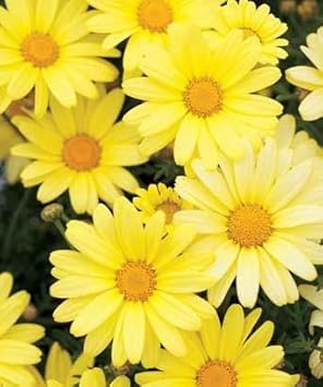 Organic Light Yellow Bellis Perennis Flower Seeds for Planting – Heirloom, Non-GMO