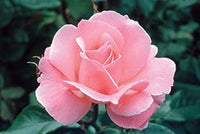 Pink David Austin Rose Heirloom Non-GMO Seeds for Planting