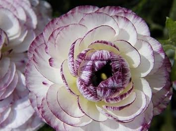 Purple White Ranunculus Flower Seeds for Planting – Rare Garden Blooms, Heirloom & Non-GMO garden seeds
