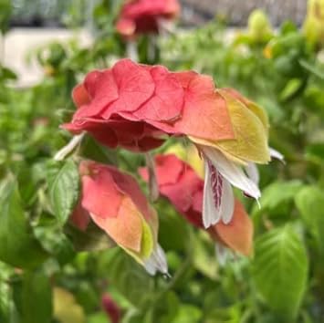 Organic Pachystachys Lutea Seeds Orange Green for Planting – Heirloom, Non-GMO