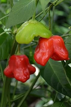 Mad Hatter Pepper Capsicum annuum seeds for garden planting