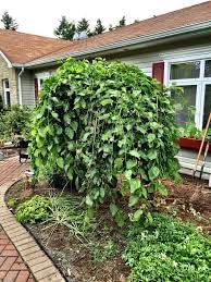 Mulberry Seeds, Ideal for Growing Sweet and Juicy Mulberries 100 pcs