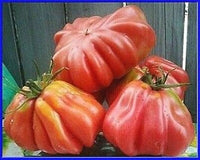 Dark Red Huge Tomato Solanum lycopersicum for planting in vegetable patch