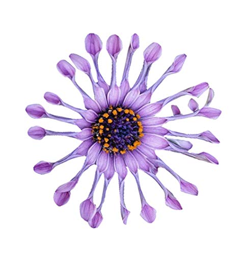 African Mixed Eyed Daisy Osteospermum Flower Seeds
