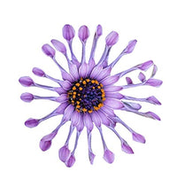 African Mixed Eyed Daisy Osteospermum Flower Seeds