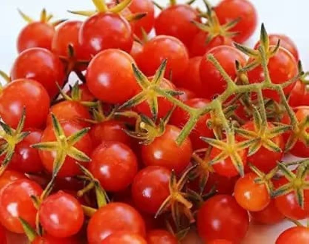 Sweet Pea Currant tomato grown from organic seeds with tiny, sweet red fruits in large clusters