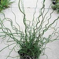 Heirloom Non-GMO Spiralis Plant Seeds for Planting – Twisting Ornamental Foliage for Unique Garden Displays - Non-GMO for planting in home garden