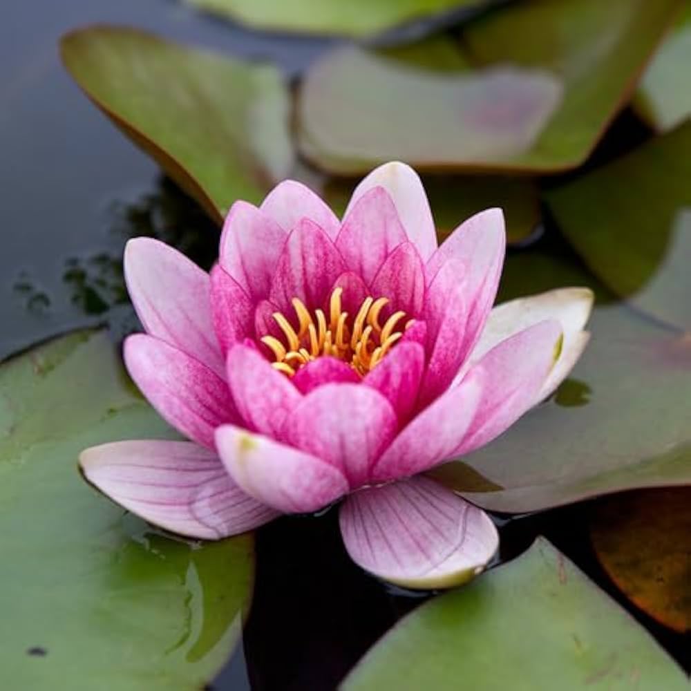 Water Lily seeds developing into floating aquatic plants with round green leaves and delicate blooms in ponds or water features