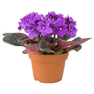 Violet Flower - for planting in home garden