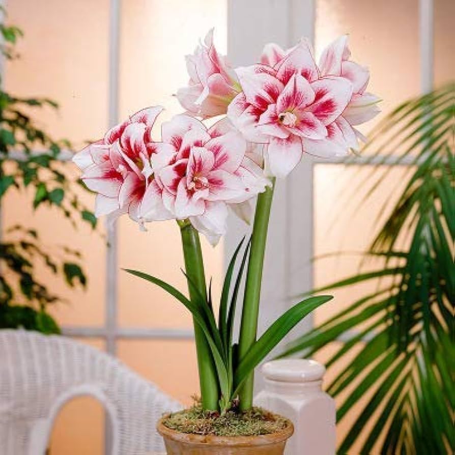 Exception Amaryllis  Seeds