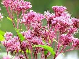 Joe Pye Flowers Seeds Heirloom Non GMO Planting - 100 for planting in home garden