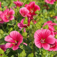 Pink (Pink scientific name) for planting in garden