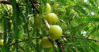 Amla Fruit Seeds for planting