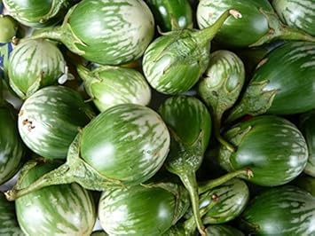 Green & White Eggplant Seeds for Planting - 100 pcs
