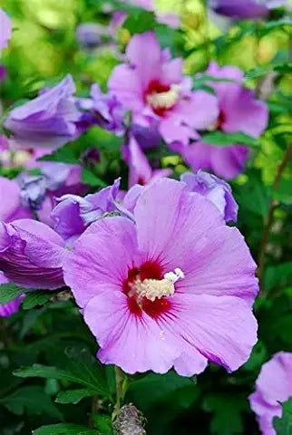 Hibiscus Flower Purple Easy Grow Plant - for planting in home garden
