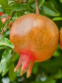 Horned Melon Fruit Seeds - Exotic and Unique Fruits to Add a Touch of Adventure 100 pcs