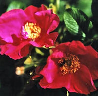 Rugosa (Rugosa scientific name) for planting in garden