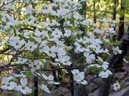 Cornus Florida Seeds for Planting – Organic, Heirloom, Non-GMO Flowering Tree Seeds