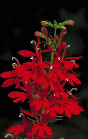 Lobelia Vulcan Red flower seeds (pelleted) for vibrant red annuals