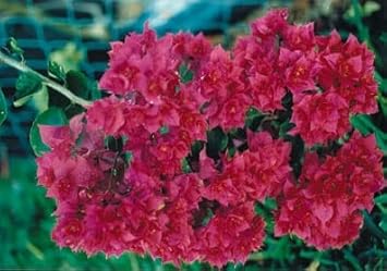 Maroon Bougainvillea Flower Seeds - 100 pcs