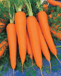 Carrot- Chantenay Royal