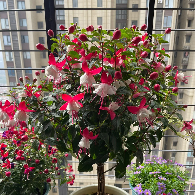 Fuchsia Flowers Seeds - Lantern Flower