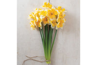 Orangery – Narcissus