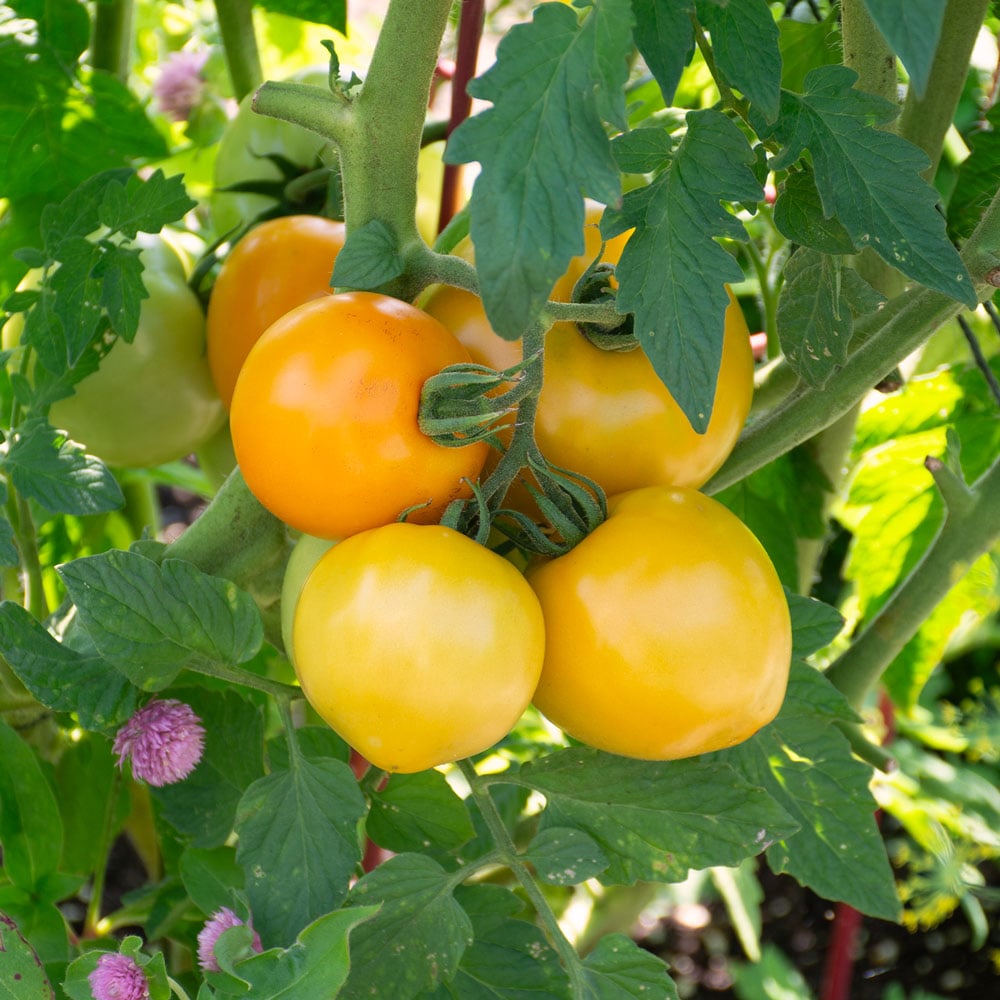 Marmalade Skies – Organic Tomato Seed