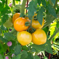 Marmalade Skies – Organic Tomato Seed