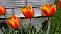 Halley's Comet Jumbo Perennial Tulip Seeds