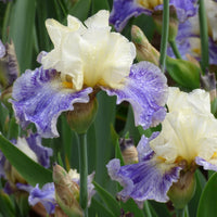 Rhizome Cowboy Reblooming Bearded Iris