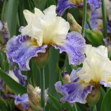 Rhizome Cowboy Reblooming Bearded Iris