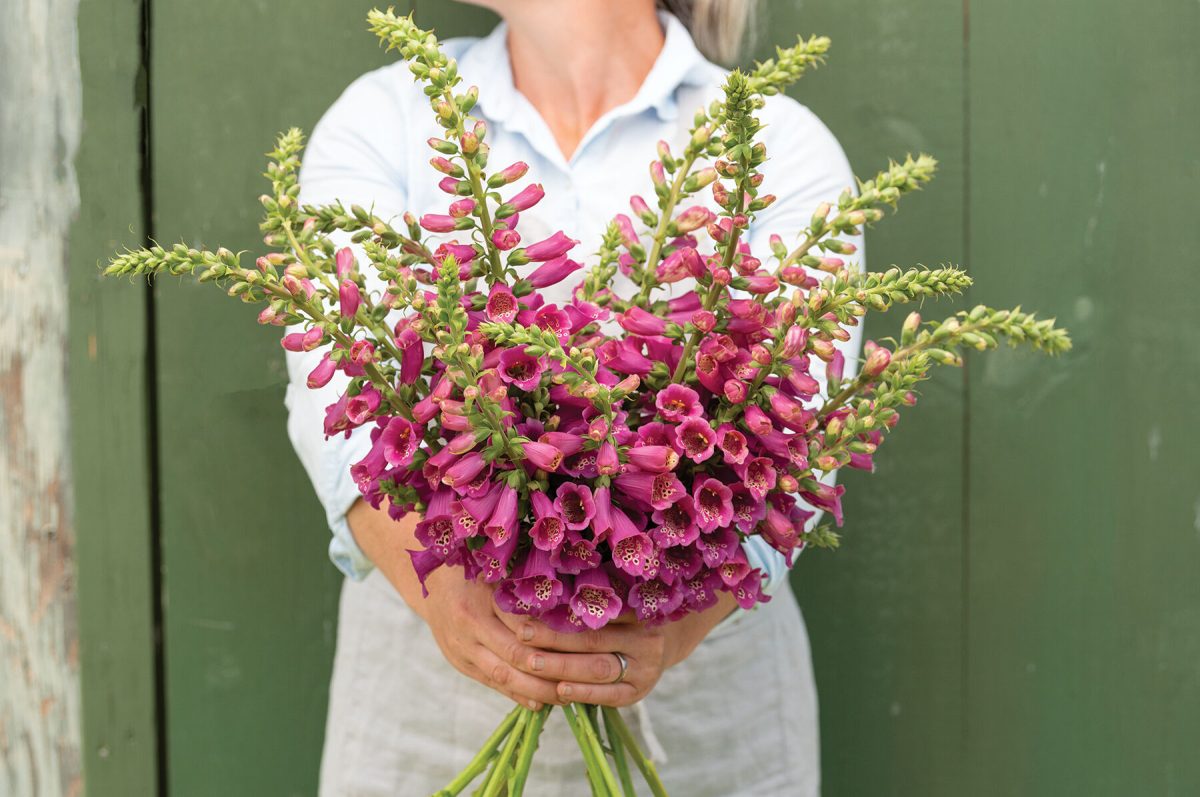 Camelot Rose – Digitalis Seed