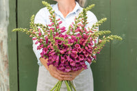 Camelot Rose – Digitalis Seed