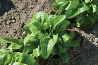 Deer Tongue – Organic Lettuce Seed