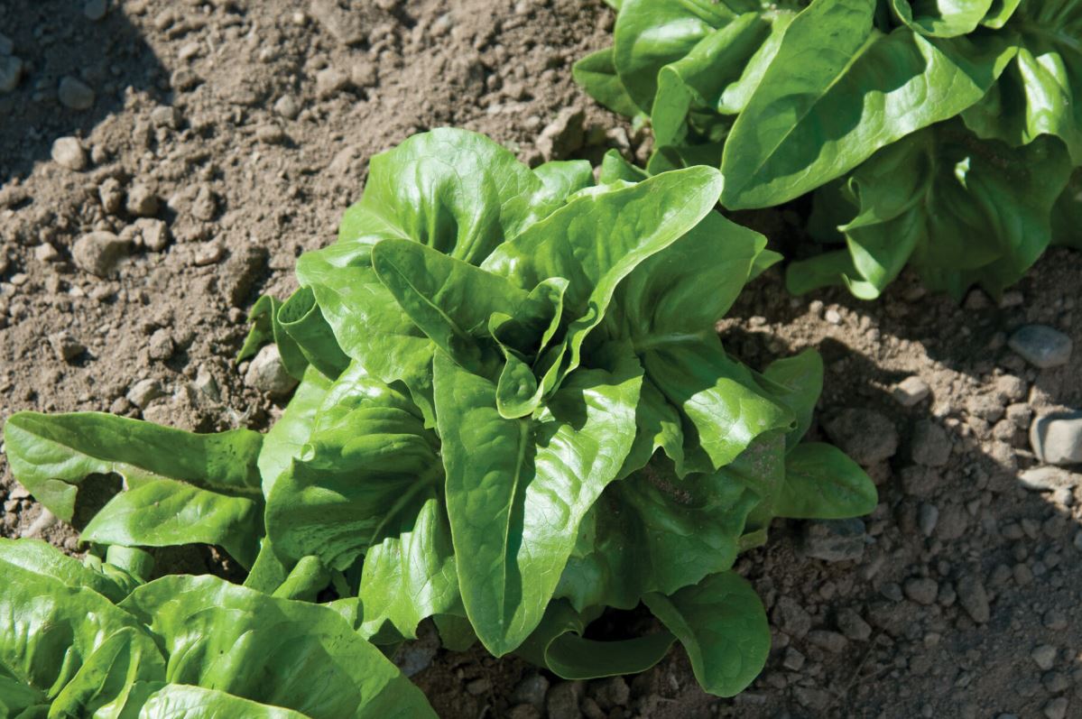 Deer Tongue – Organic Lettuce Seed