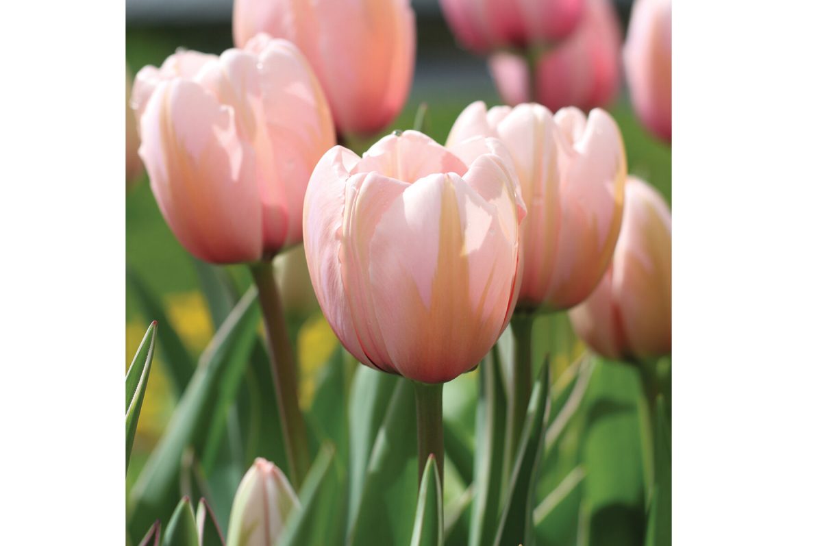 Sweet Impression – Tulip